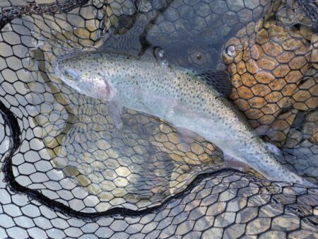 念願のロックトラウト